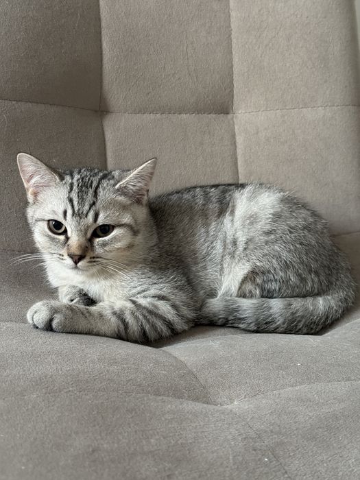 Шотландские прямоухийй
