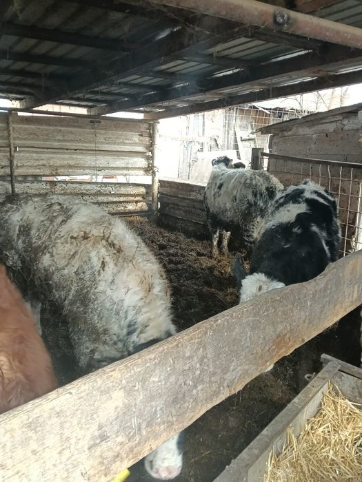 Vand 30 de vitei de boxa0