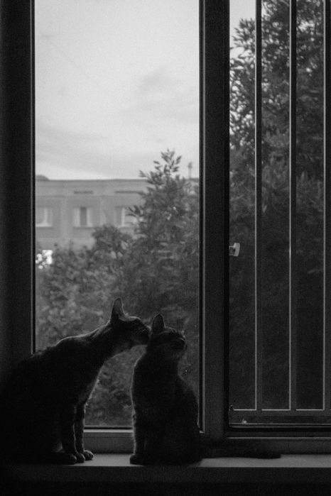 Продам кота - бенгала