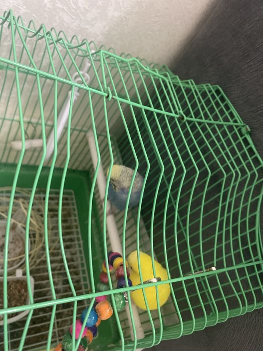 Папугай папугай папугай папугай