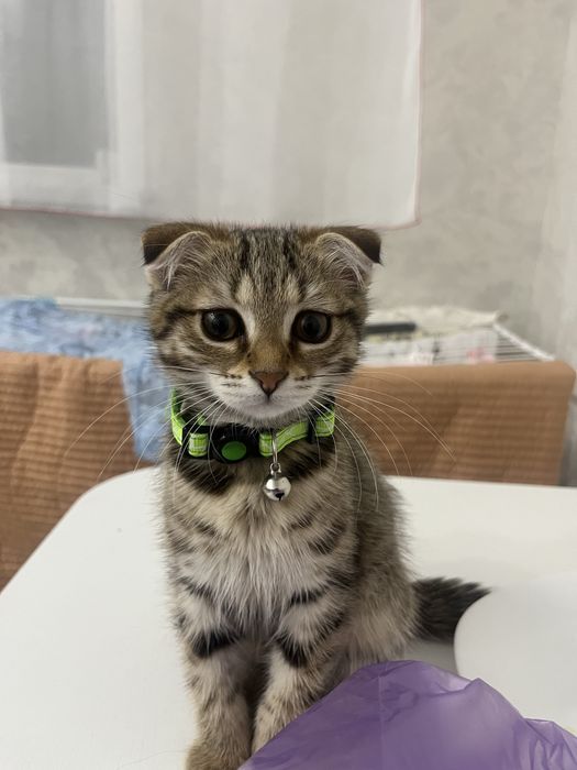 Котёнок шотландский вислоухи