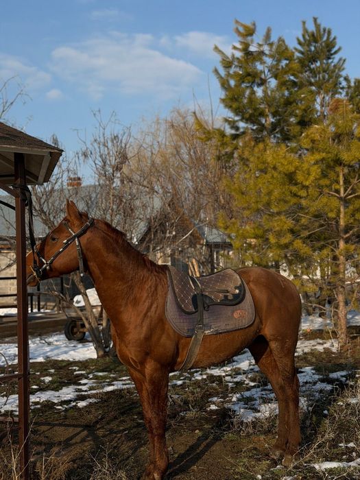 Чистокровный дончак сатылады
