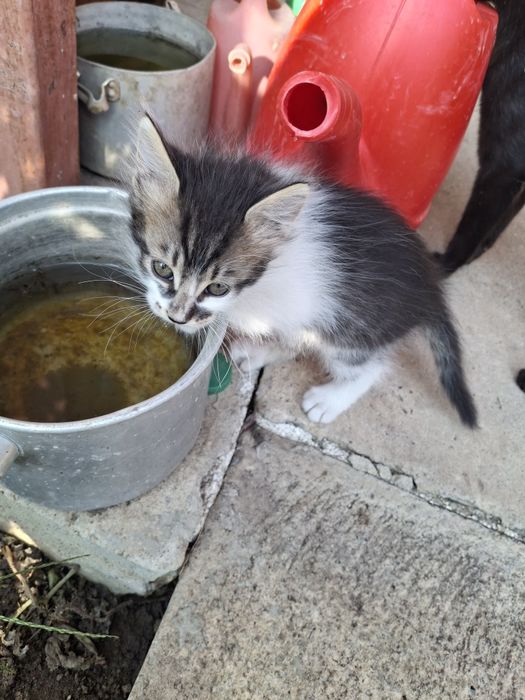 Подарява малки котета на два месеца. Перник  кв Тева.