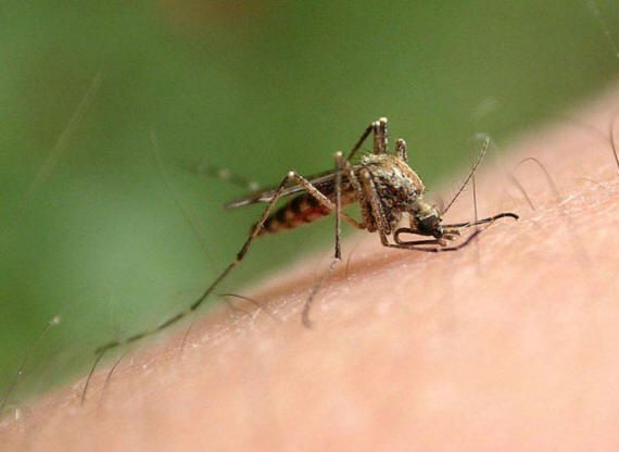 Дезинфекция Дезинсекция Дератизация от Насекомых тараканов,клопов и.тд