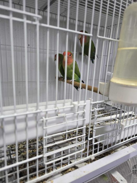 Agapornis, canari rosii, turturele si zebre australiene de vanzare