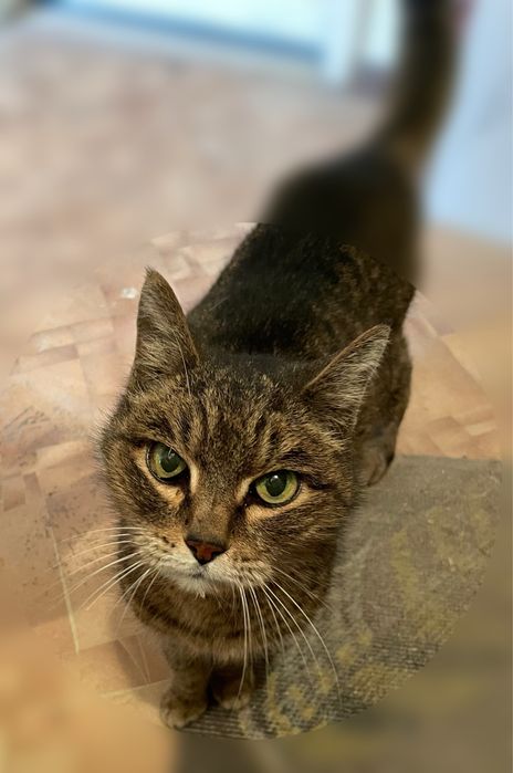 Кошка стерилизована