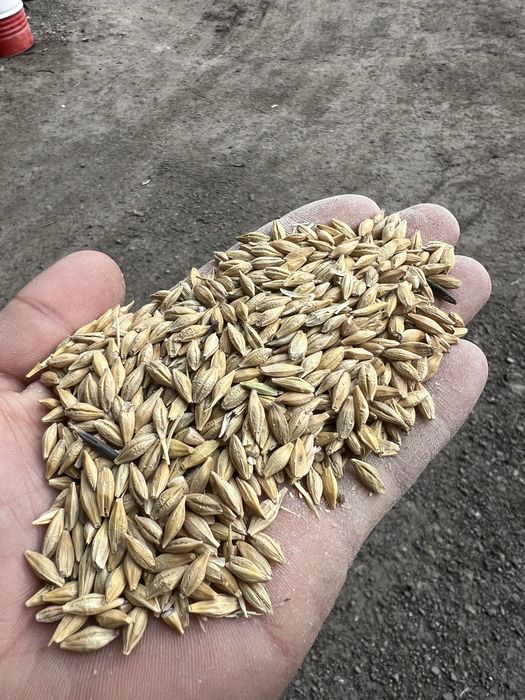 Продаётся ячмень пшеница в мешках