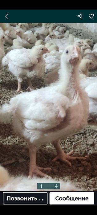 Продам подросщенных бройлеров.