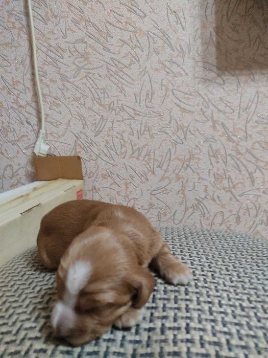 Щенки коккера спаниеля