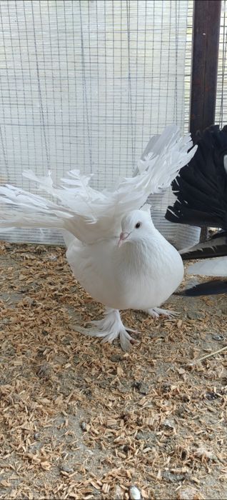 Porumbei voltați și indieni