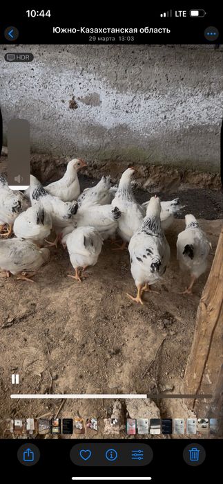 Адлерь шөже қораздары