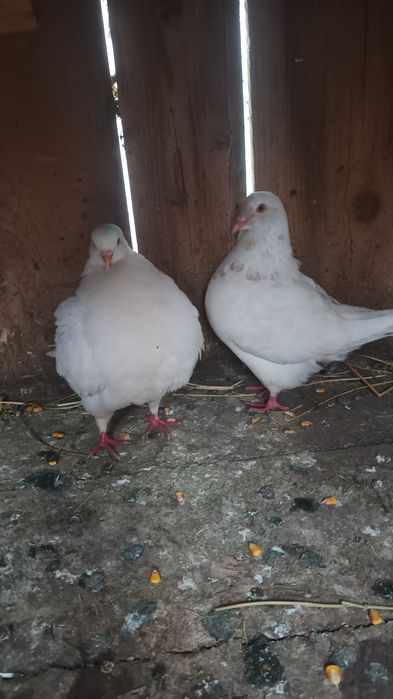 Porumbei kingi și rotati