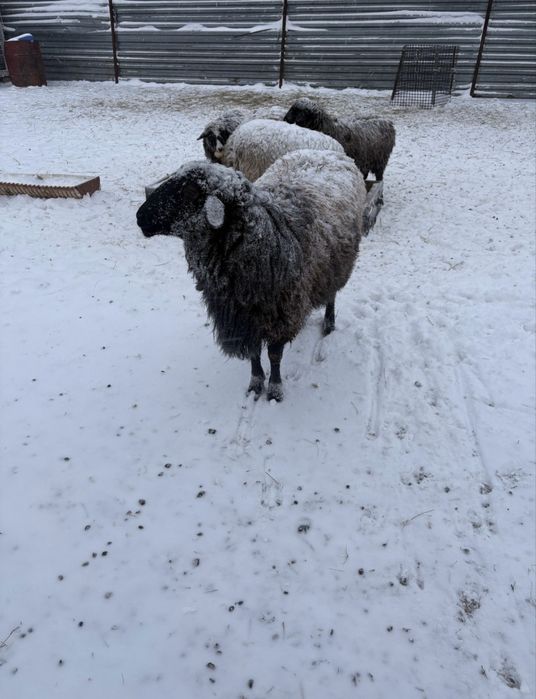 бараны қой кой сатылымда