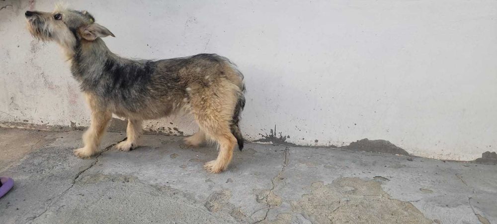 Отдам в добрые руки, щенок подросток