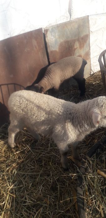 Vand sau schimb cu vitei  oi tinere pentru tinut.