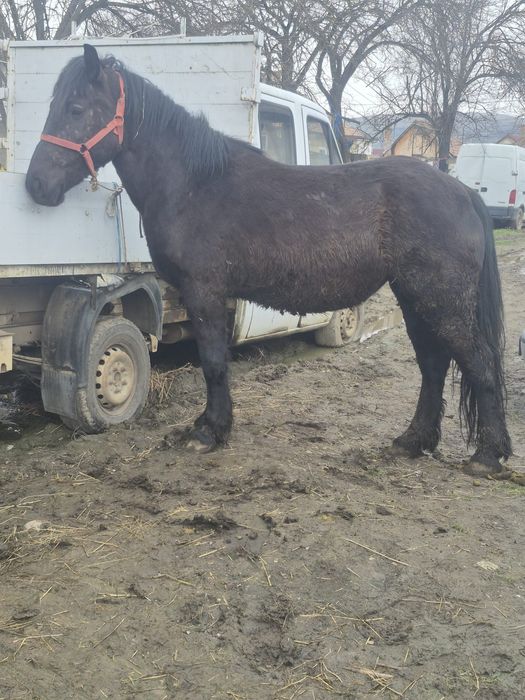 Vând mânză de trei ani