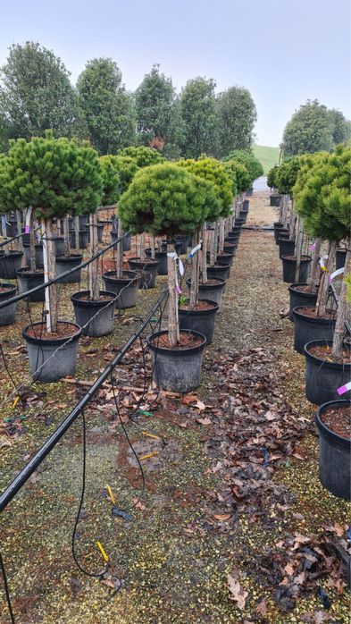 Juniperus pe picior ienuper