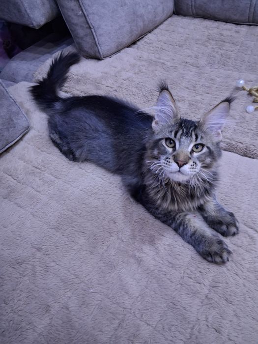 Продам котенка мальчика Мейн-Кун. С документами.