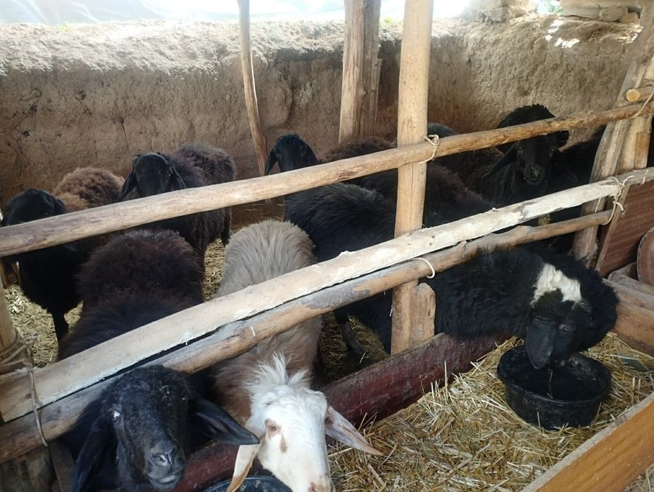 Boʻgʻoz qoʻylar bor ichida qochmiy qoganlariyam bor