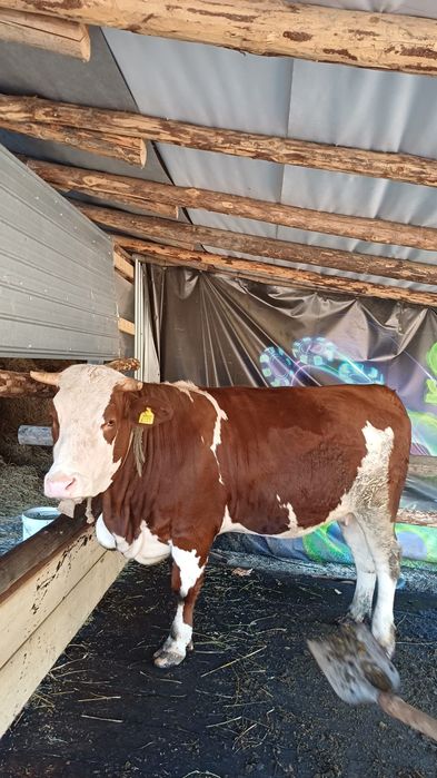 Junică Bălțată Românească