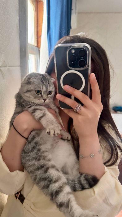 Британская шилшила мальчик продаю