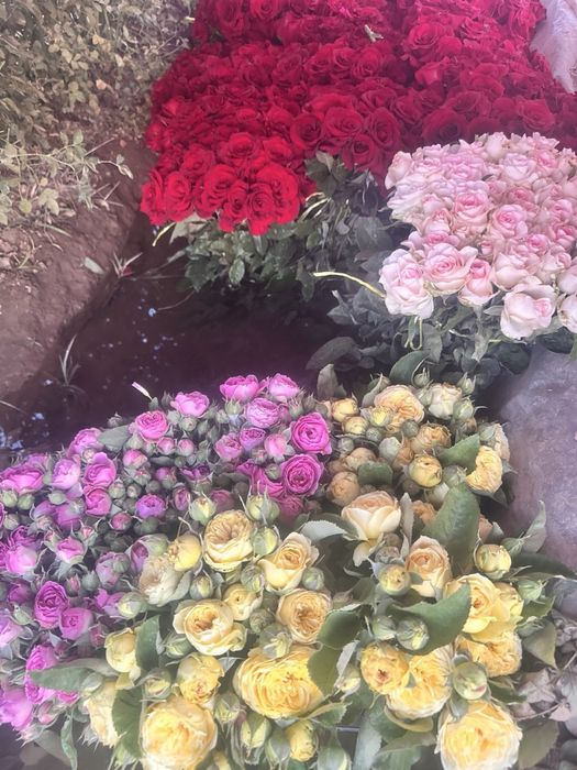 atir gullar har xil turdagi kochatlar