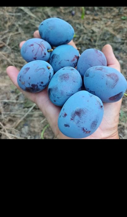 Vând prune pentru țuică sau pălincă pentru comenzi sunați la 0751860195
