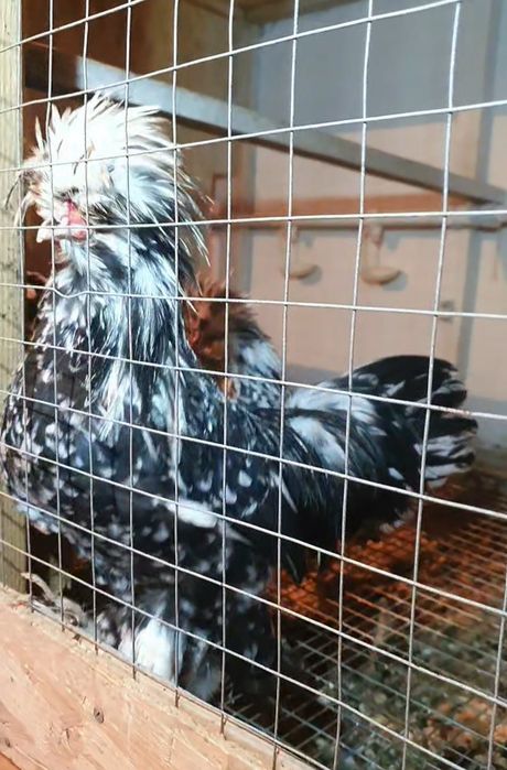 Султанка тауықтары