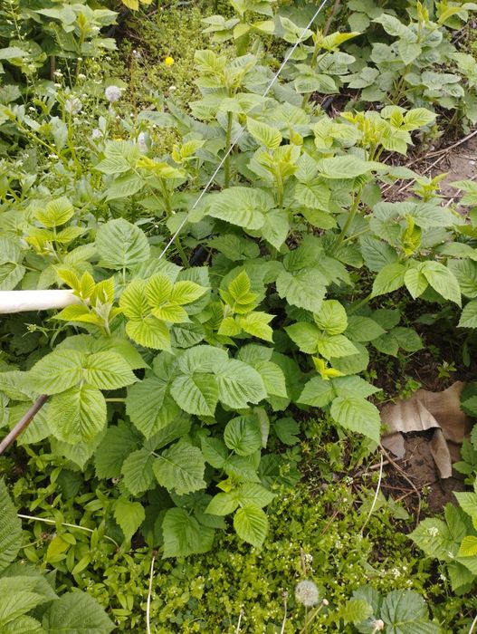 саженцы молодые .