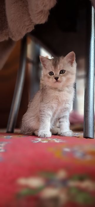 Котёнок на продажу