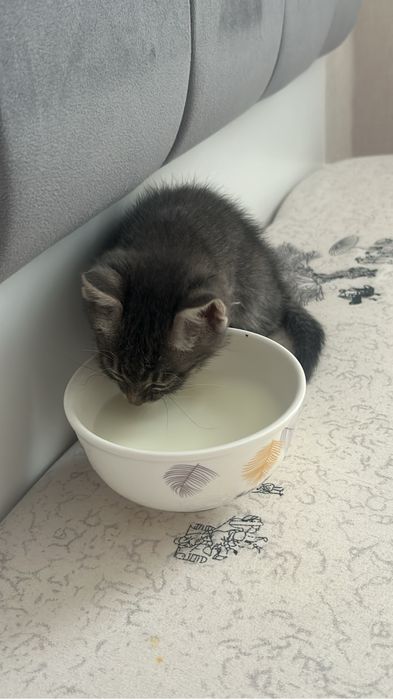 Котик маленькиии