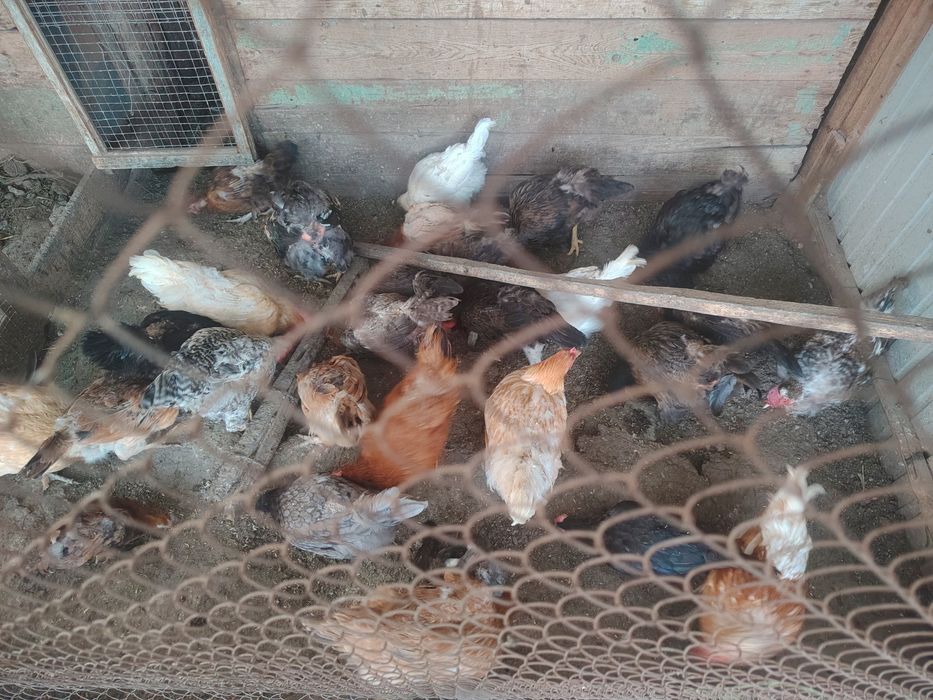 Продам куры домашний