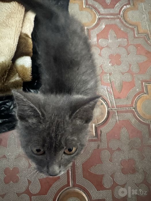 Котенок в добрые руки