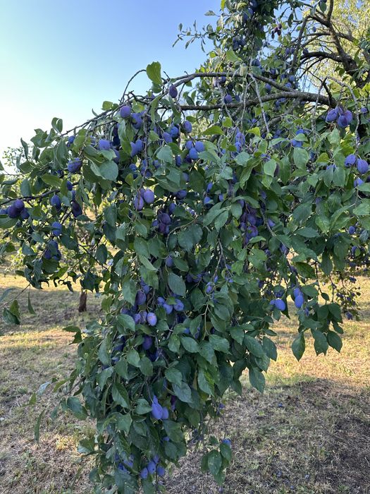 Prune bistrite de calitate