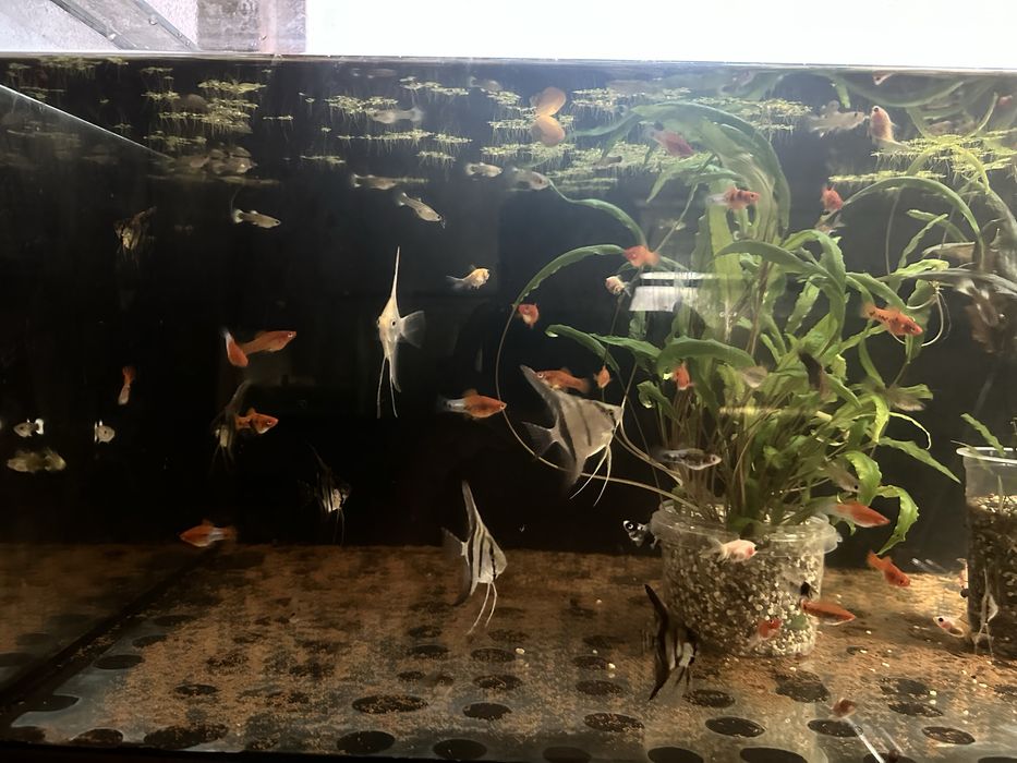 Продам красивых рыбок