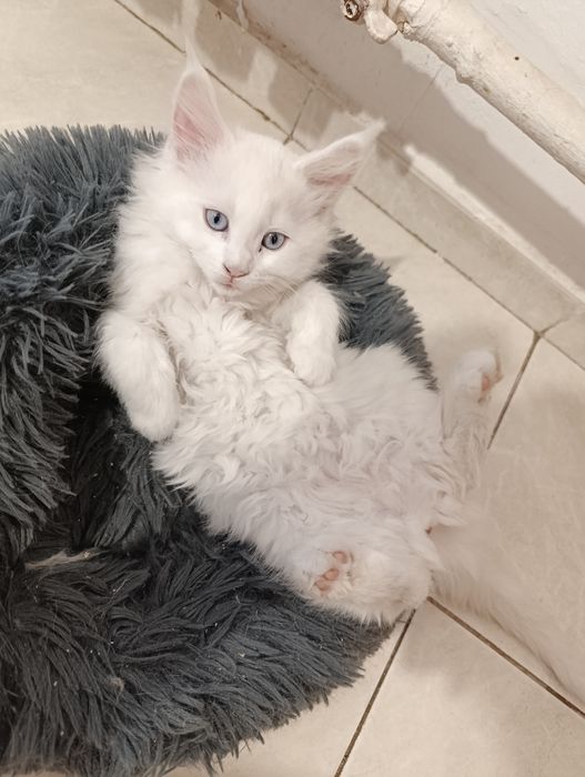 Продам котят мейнкунчиков