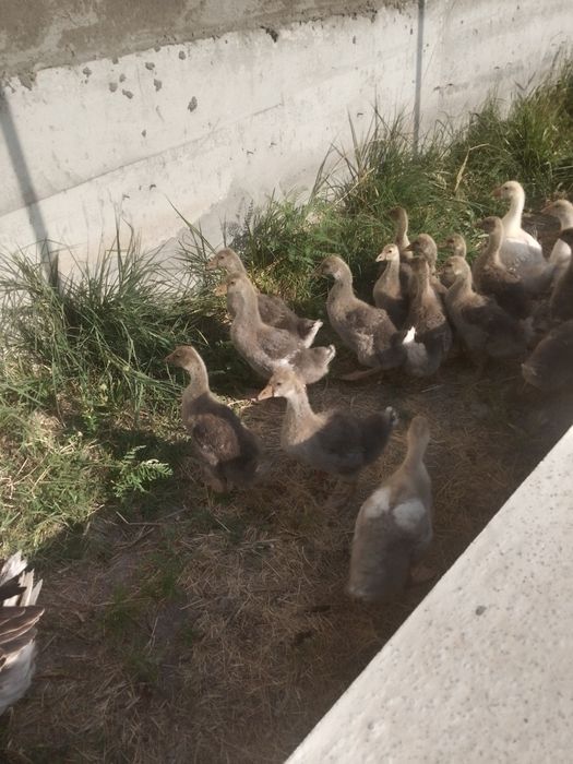 Продам Гусят крупно серые