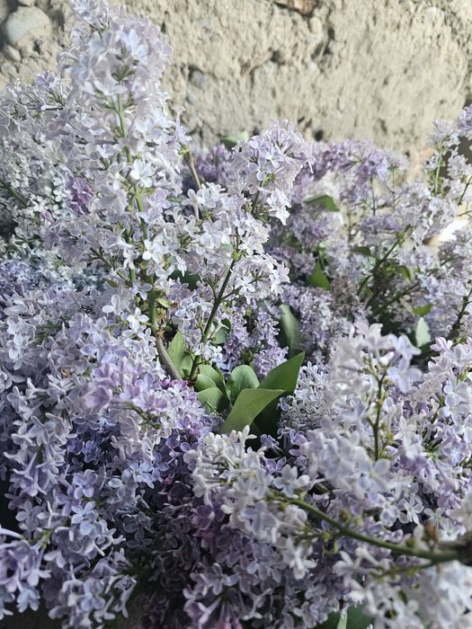 100 штук сирень свежий