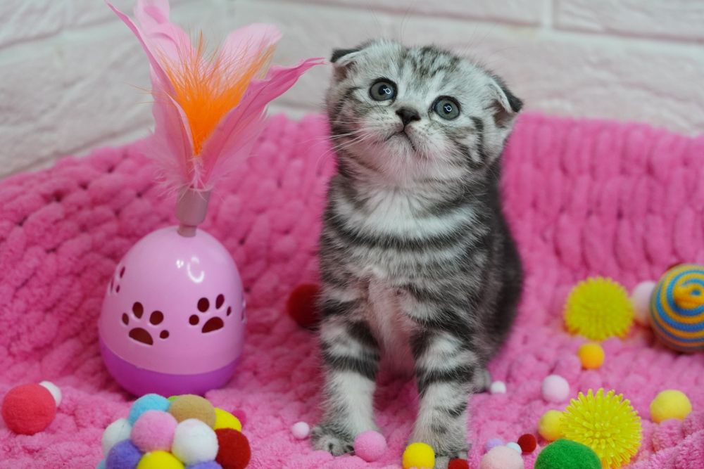 Вислоухие котята