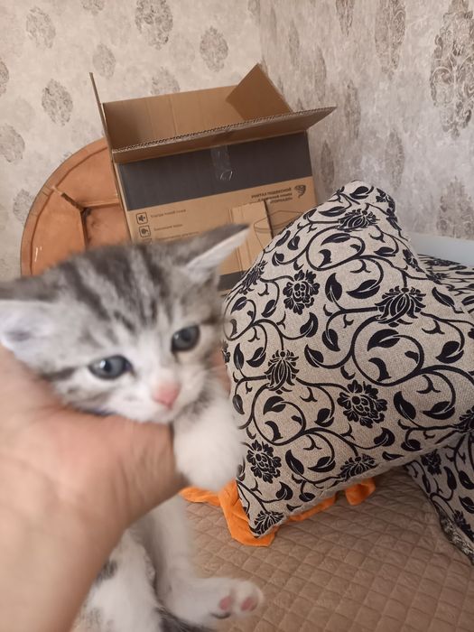 Отдам в добрые руки  три девочки 2 мальчика