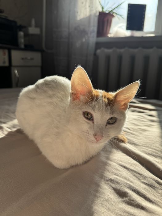Котенок в добрые руки
