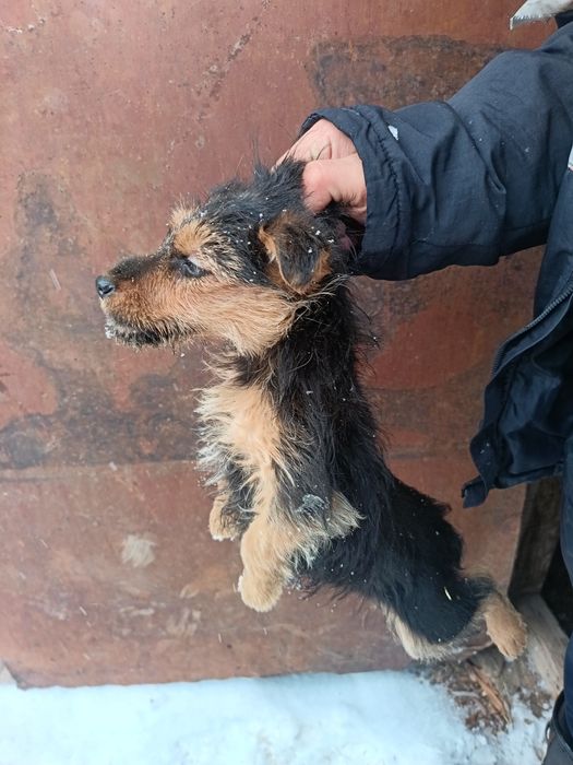 Ягьтертер девченка