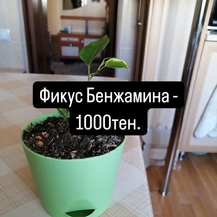 Продам комнатные цветы.
