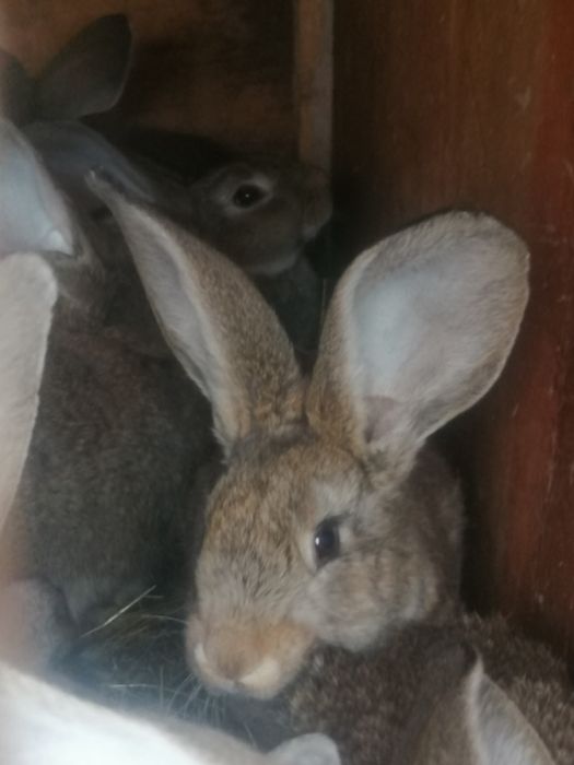 Iepuri  de rasă pura