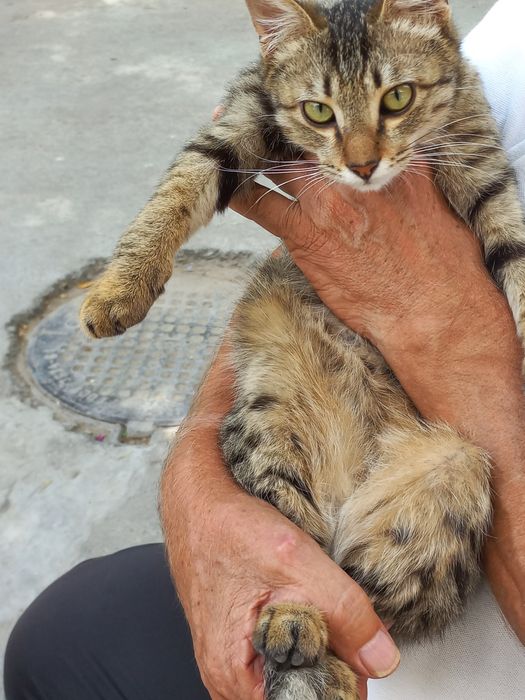 Мальчики коты бесплатно