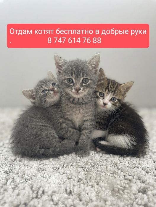 Отдам котят бесплатно