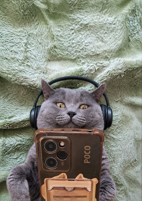 Нужна кошка для вязки