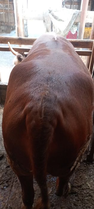 Откорм қашар,бұқа бар.