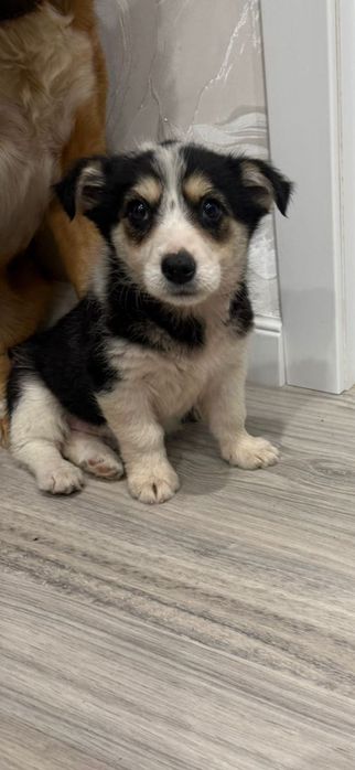 Щенок домашний, девочка в добрые руки