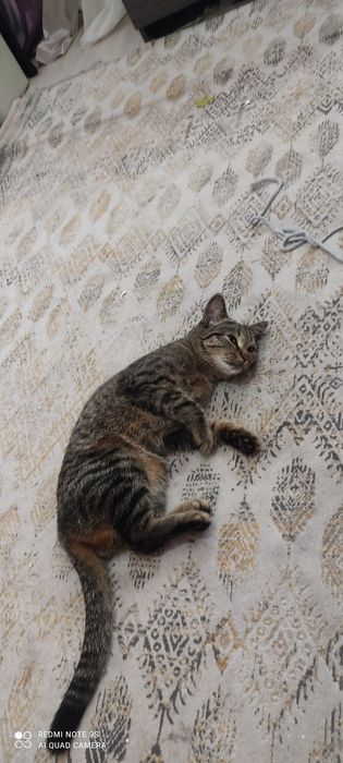 Отдам в добрые руки кошечку